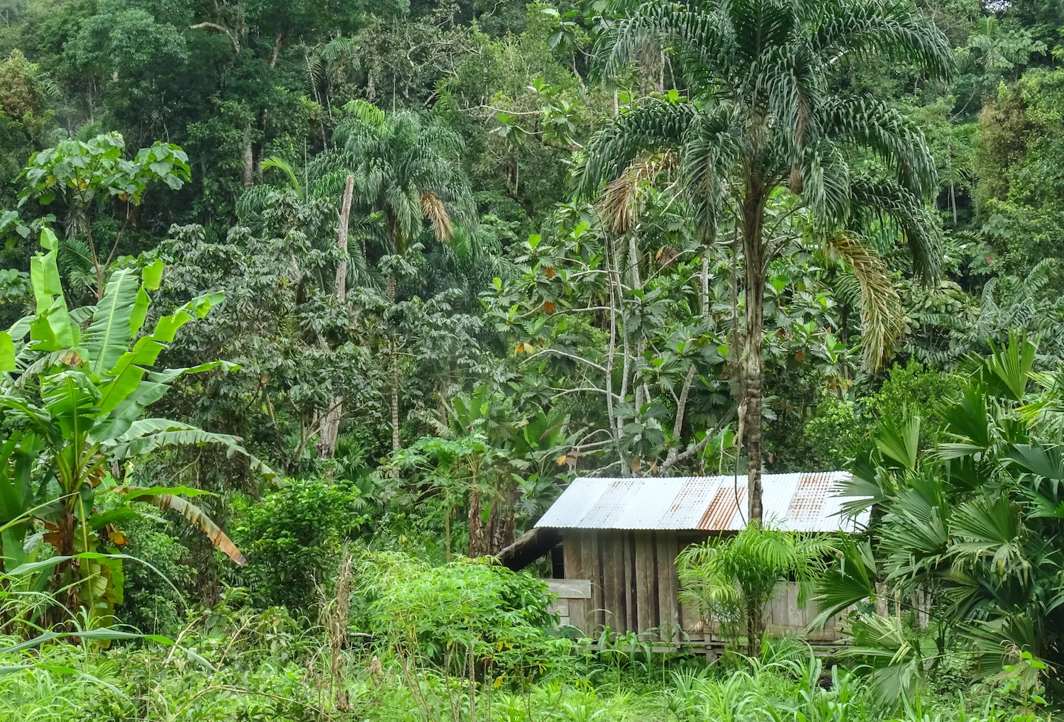 Quina Care in het Amazoneregenwoud van Ecuador